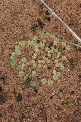 Riccia bullosa