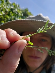 Chenopodium pratericola