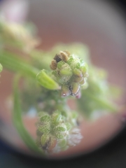 Chenopodium pratericola