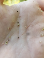 Chenopodium pratericola