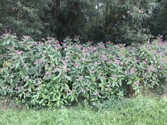 Impatiens glandulifera