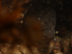 Gymnothorax mordax