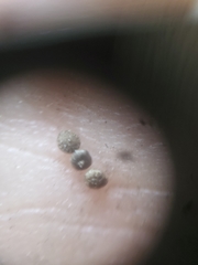 Chenopodium pratericola