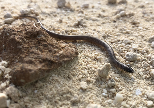 Yucatecan Dwarf Short-tail Snake, Tantillita canula