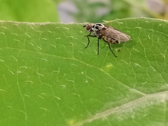 Anthomyia pluvialis