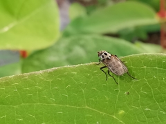 Anthomyia pluvialis