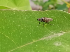 Anthomyia pluvialis