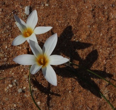Romulea schlechteri