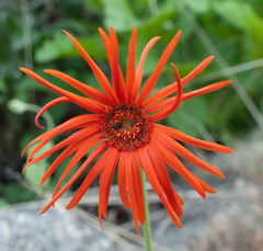 Gerbera jamesonii