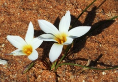 Romulea schlechteri