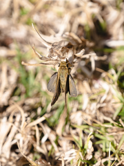 Afrogegenes letterstedti