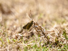 Afrogegenes letterstedti