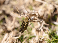 Afrogegenes letterstedti