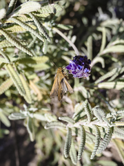 Afrogegenes letterstedti