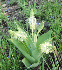 Ledebouria zebrina