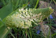 Ledebouria zebrina