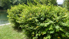 Hypericum × hidcoteense