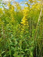 Solidago × niederederi
