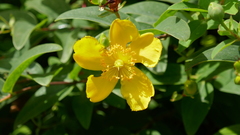 Hypericum × hidcoteense