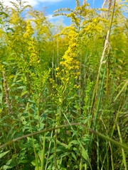 Solidago × niederederi