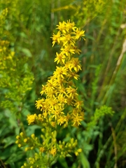 Solidago × niederederi