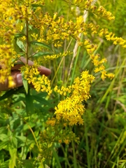 Solidago × niederederi