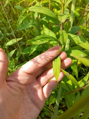 Solidago × niederederi