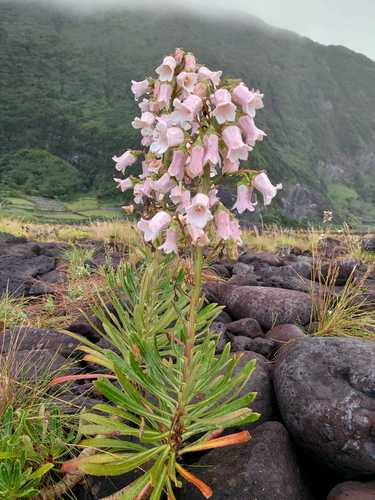 Azores Bellflower