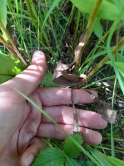 Solidago × niederederi