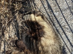 Meles canescens arcalus