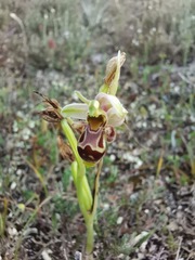 Ophrys scolopax apiformis
