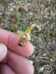 Ophrys scolopax apiformis