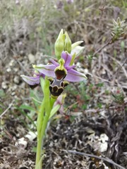 Ophrys scolopax apiformis