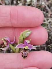 Ophrys scolopax apiformis