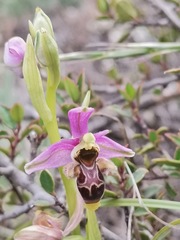 Ophrys scolopax apiformis