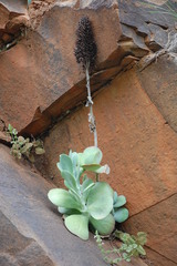 Kalanchoe thyrsiflora