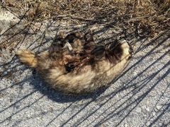 Meles canescens arcalus