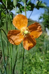 Papaver aculeatum