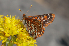 Euphydryas anicia