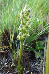 Disperis cardiophora