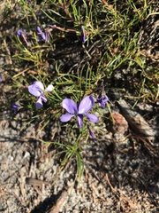 Viola decumbens decumbens