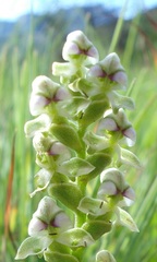 Disperis cardiophora