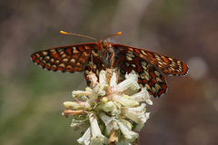 Euphydryas anicia