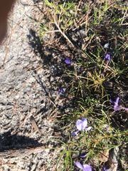 Viola decumbens decumbens