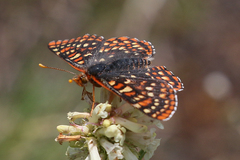 Euphydryas anicia