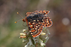 Euphydryas anicia