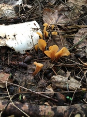 Spathulariopsis