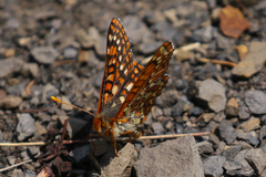 Euphydryas anicia