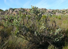 Rafnia amplexicaulis