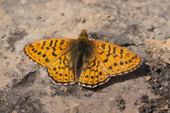 Boloria astarte